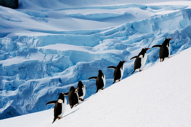 Delve into an awe inspiring adventure on an incredible Expedition Cruise.